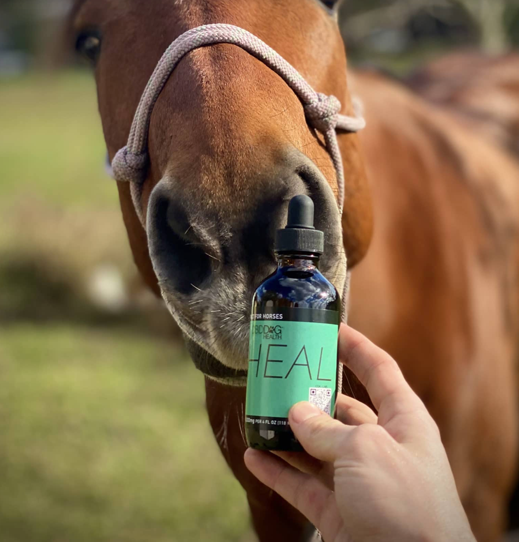 CBD Dog Health - Full Spectrum Heal Oil for HORSES 4oz | 10,000 mg
