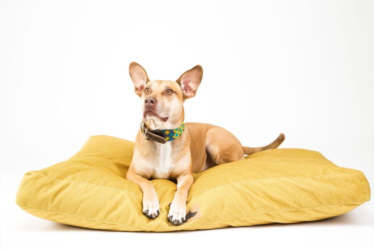 Roxbury Pet - Linden Lounger