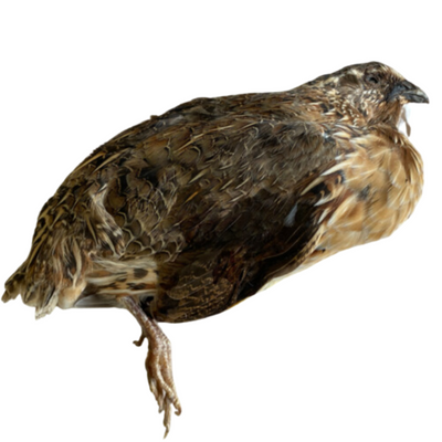 Girls Gone Raw - Whole Prey Feathered Quail | 5 count