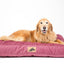 Roxbury Pet - Linden Lounger