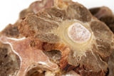 Scout and Zoe's - Ox Tails
